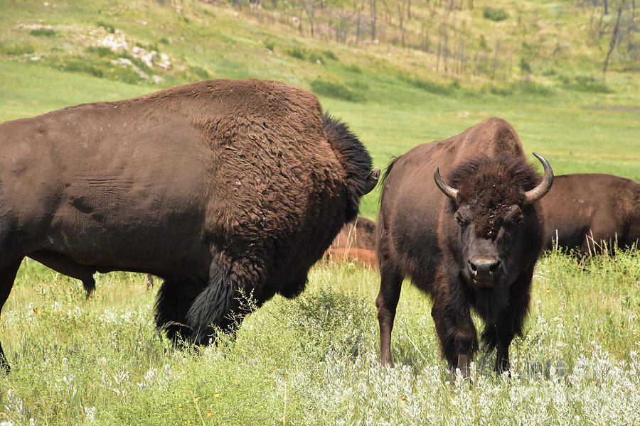 Mating Pair of Bison in a Field Photograph by DejaVu Designs - Pixels