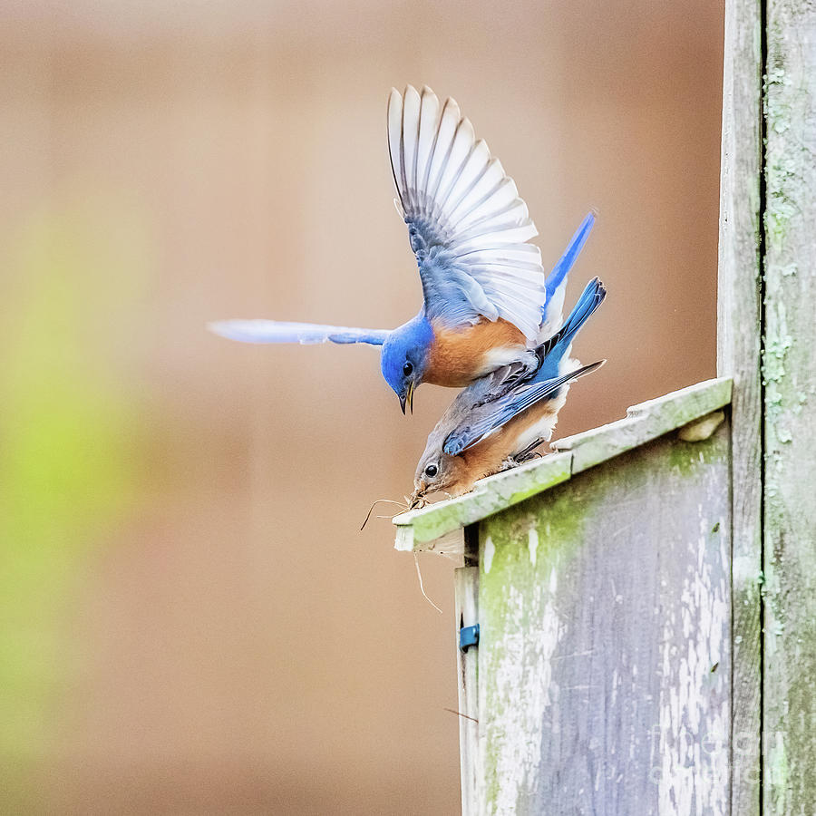 Mating Pair of Eastern Bluebirds - square Photograph by Scott Pellegrin