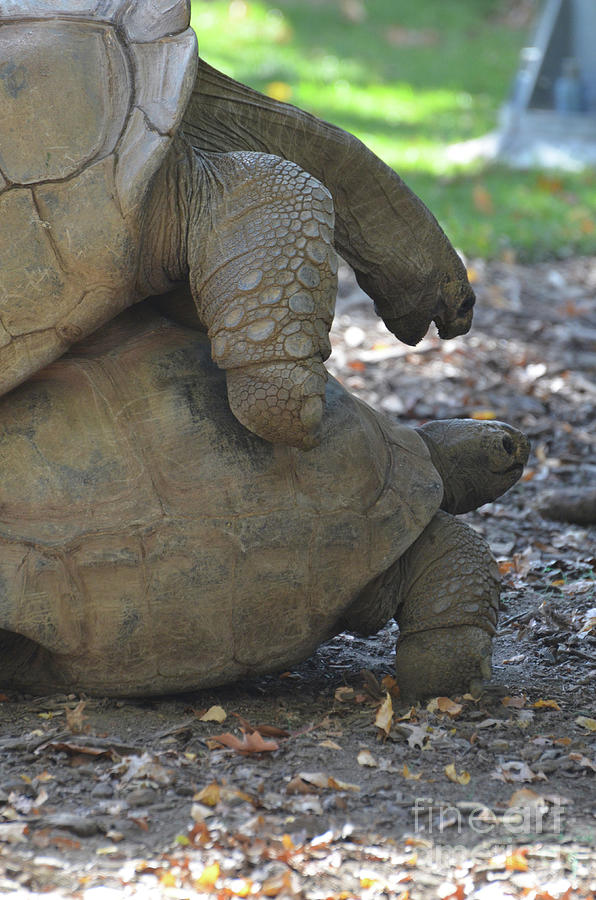 Mating Pair of Giant Tortoises in the Wild Photograph by DejaVu Designs ...