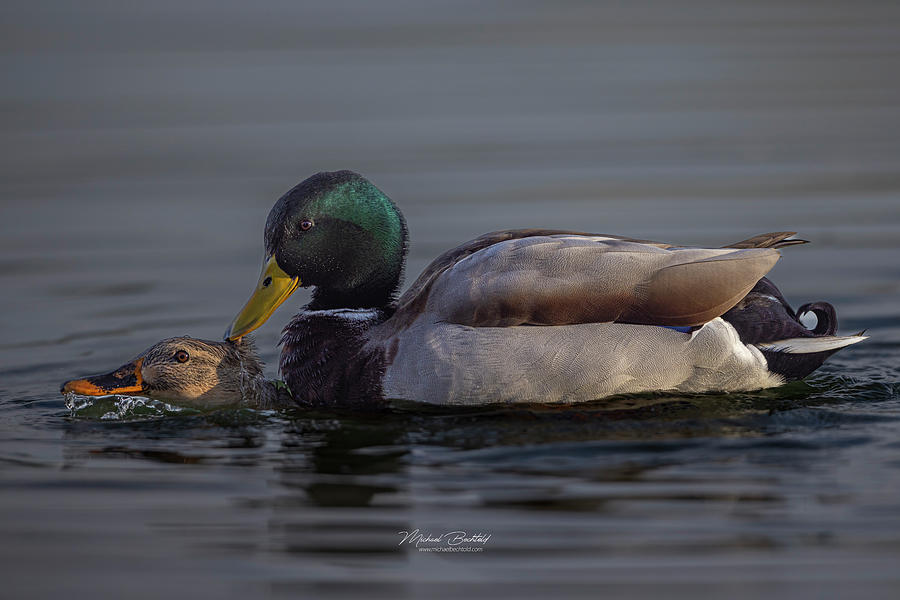 Mating Pair of Mallards Photograph by Michael Bechtold - Fine Art America