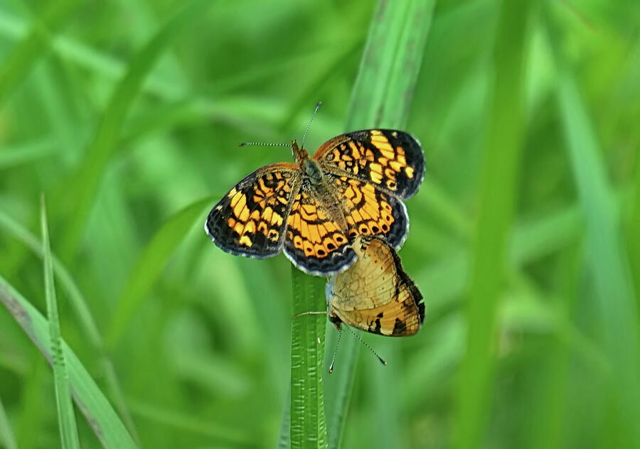 Mating Pair of Pearl Crescent Butterflies Photograph by Lyuba Filatova