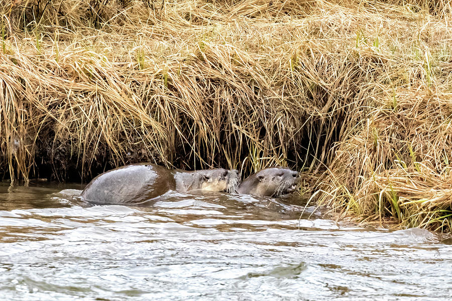 Mating River Otters at Yellowstone Photograph by Belinda Greb