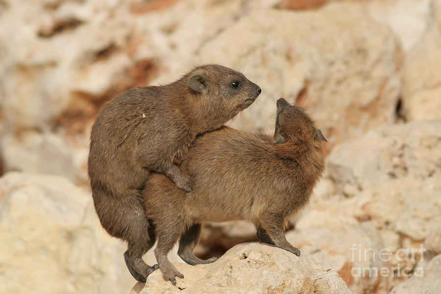 mating Rock Hyrax, Procavia capensis b2 Photograph by Alon Meir