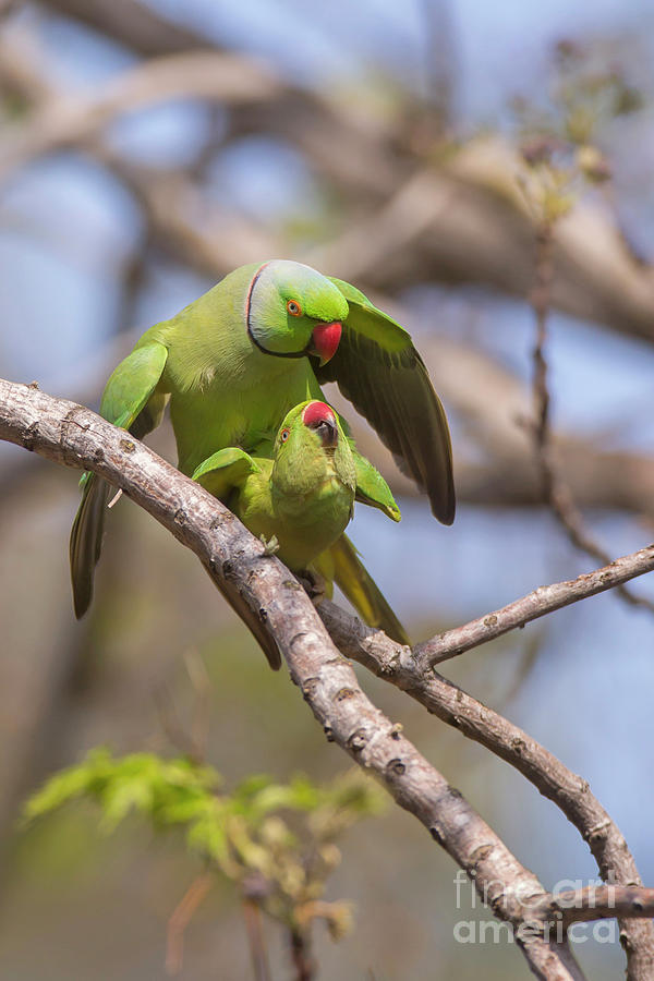 Invasive Parakeets Are Threatening Every Crop on the Hawaiian Island of  Kauai”and Multiplying Fast - Modern Farmer