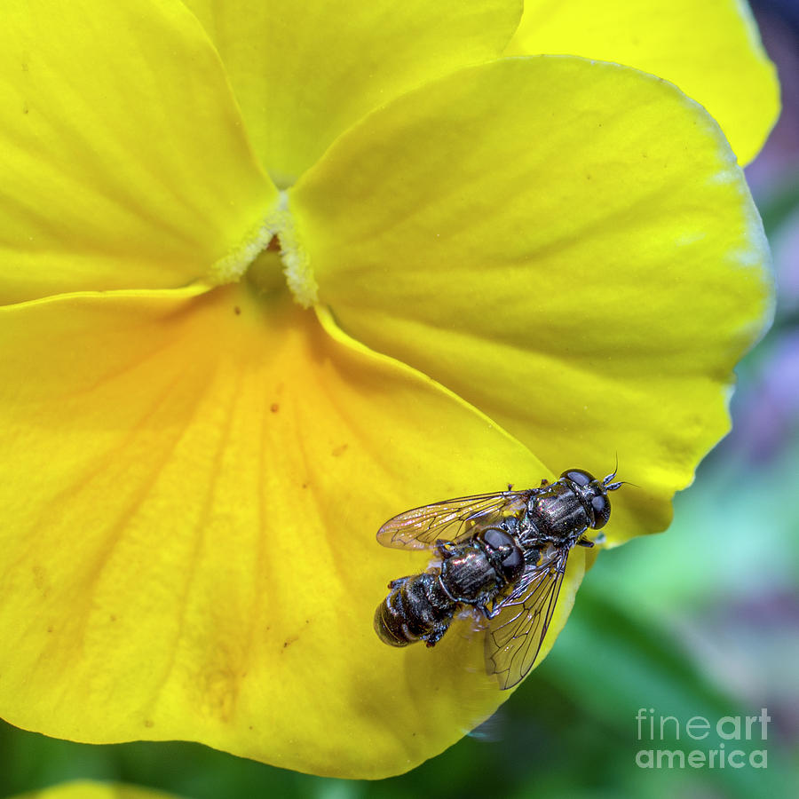 Mating Sweat Bees On A  Pansy Photograph by Gemma Mae Flores Sellers