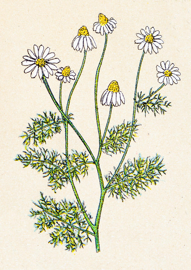 Matricaria chamomilla (Matricaria recutita), plants antique illustration Drawing by Ilbusca