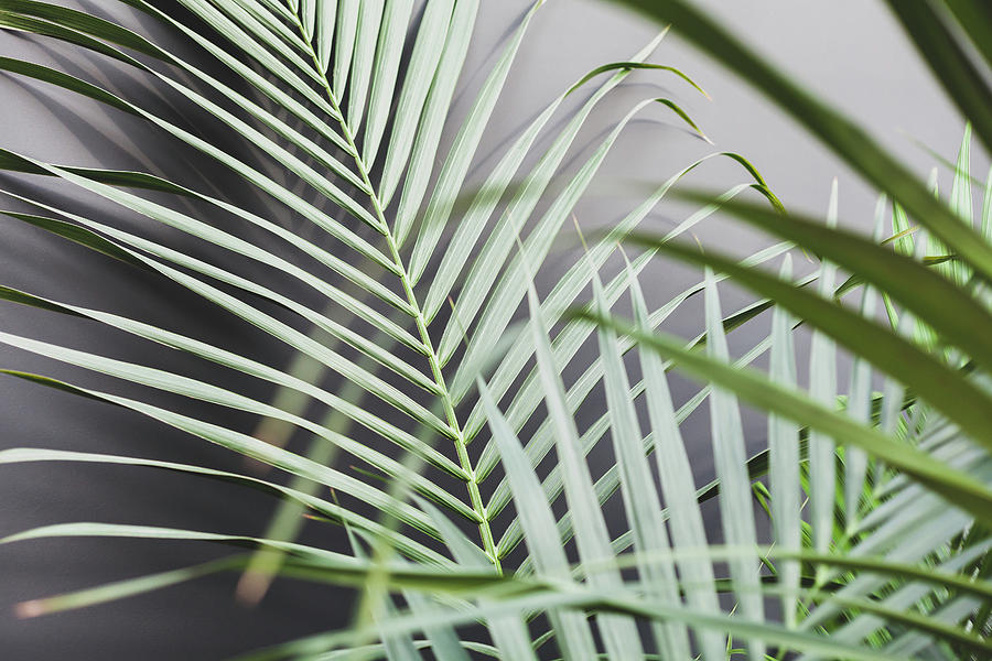 Matte green low key plants, soft foliage composition background texture,  lush leaves, full frame dark green tropical creative backdrop, place for  text box. Abstract modern eco nature botany background Photograph by  CleverArtsMedia -