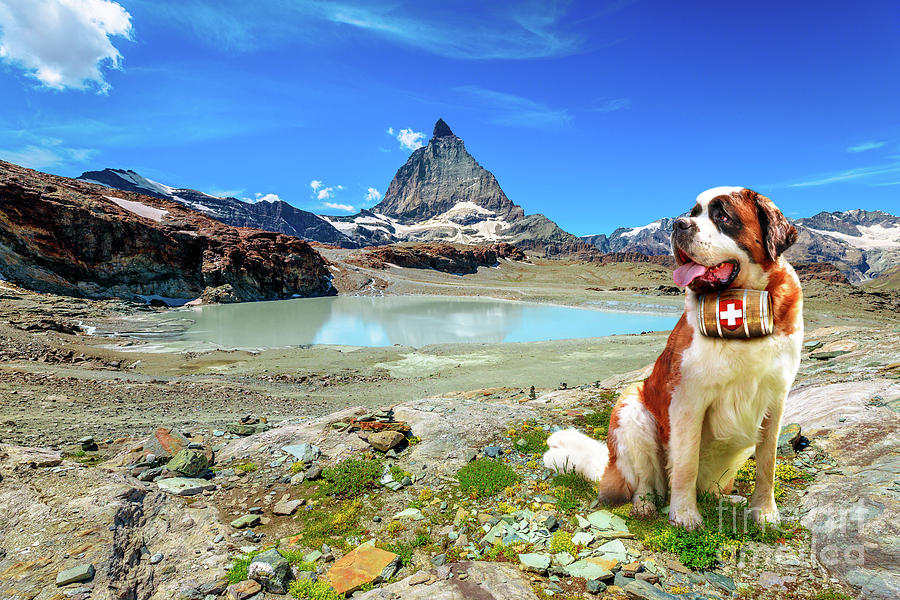 Matterhorn Saint Bernard dog Photograph by Benny Marty