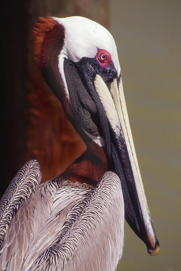 Mature Brown Pelican Photograph by Jerry Griffin