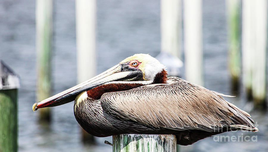 Mature Brown Pelican Photograph by Joanne Carey