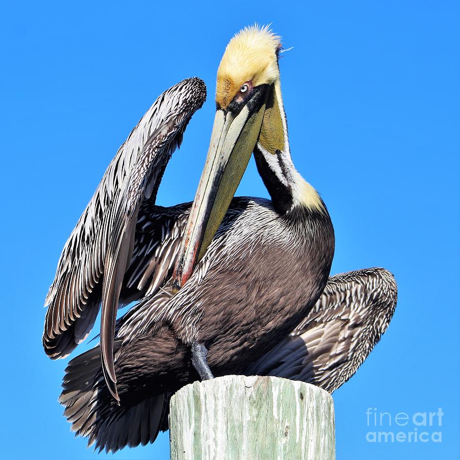 Brown pelican sunning and preening Photograph by Joanne Carey