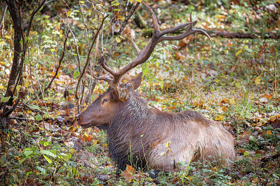 Mature Bull Elk Rests Photograph by Jordan Hill