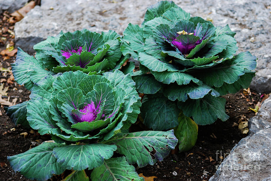 Mature Cabbage Plant Photograph by Ee Photography