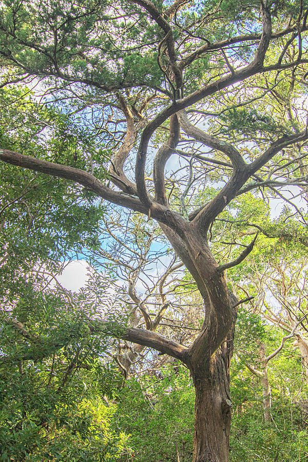 Nature Photograph - Mature Cedar Tree - Elliot Couse Nature Trail by Bob Decker
