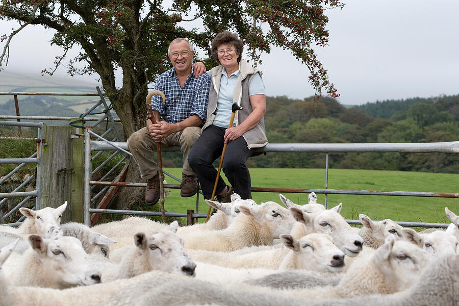 Mature farmer couple sitting on fence of sheep pen Photograph by Howard Grey