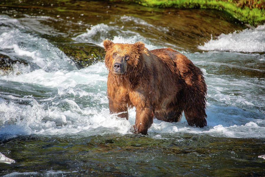 Mature Grizzly Bear in the water Photograph by Alex Mironyuk