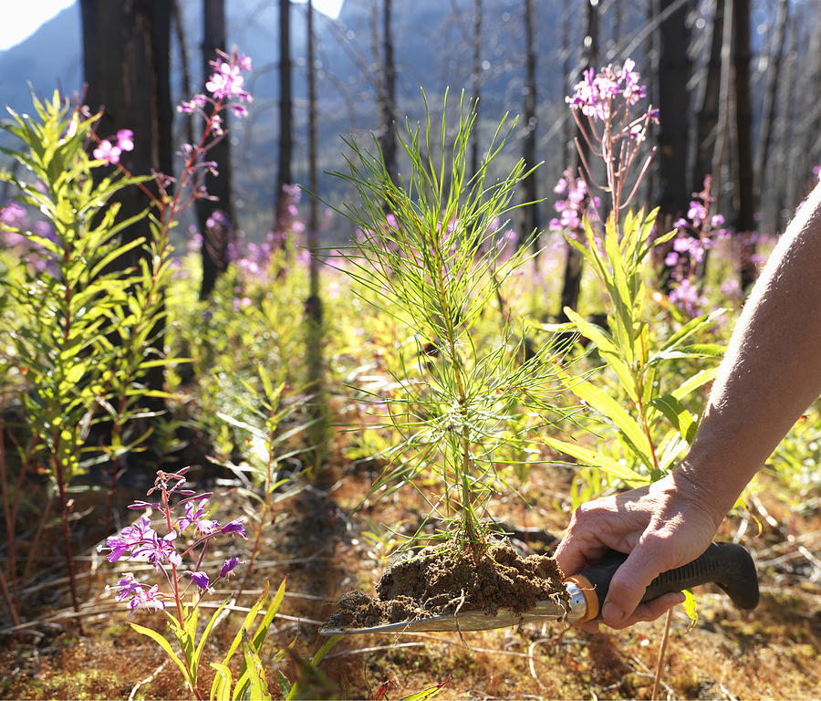 Mature man planting conifer tree between fireweed flowers (Epilobium angustifolium) in burnt forest, close-up of arm and hand Photograph by Ascent/PKS Media Inc.