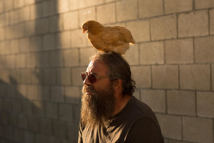 Mature man with beard and sunglasses, outdoors, chicken sitting on head Photograph by Sean Murphy