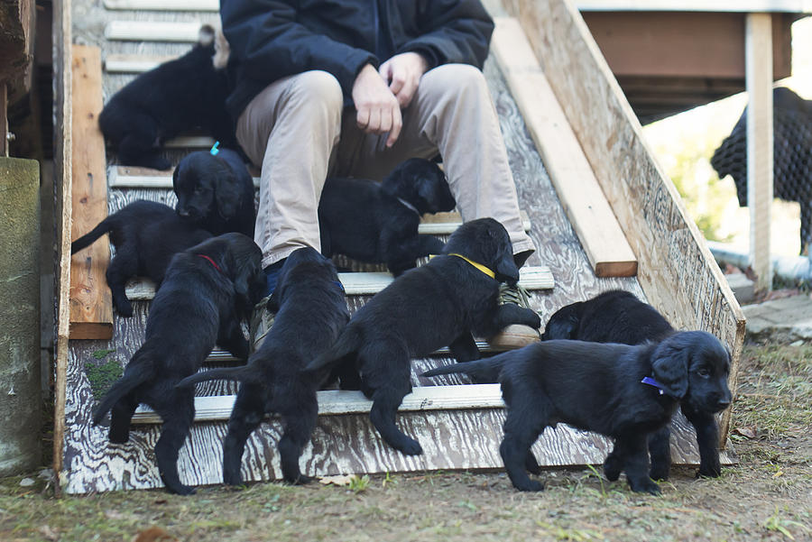 Mature man with purebred flat-coated retriever puppy litter. Photograph by Martinedoucet
