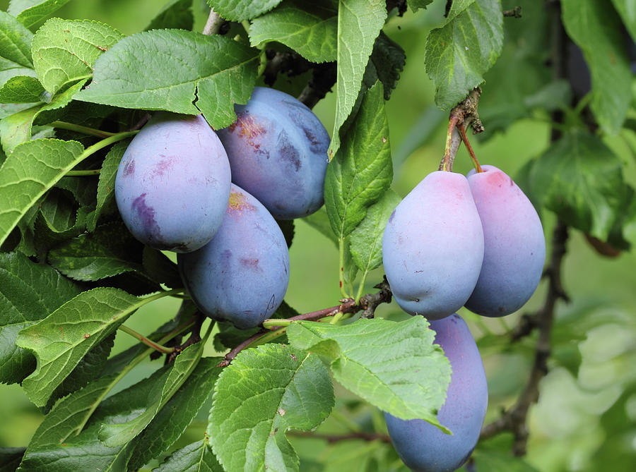 Mature plum hangs on a branch with green leaves Digital Art by Nada ...