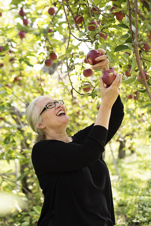 Mature woman picking up apples in orchard. Photograph by Martinedoucet