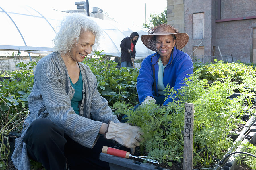 Mature Women Working in Urban Community Garden Photograph by Yellow Dog Productions