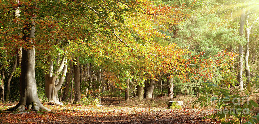 Mature woodland beech trees in Autumn colour Norfolk Photograph by Simon Bratt