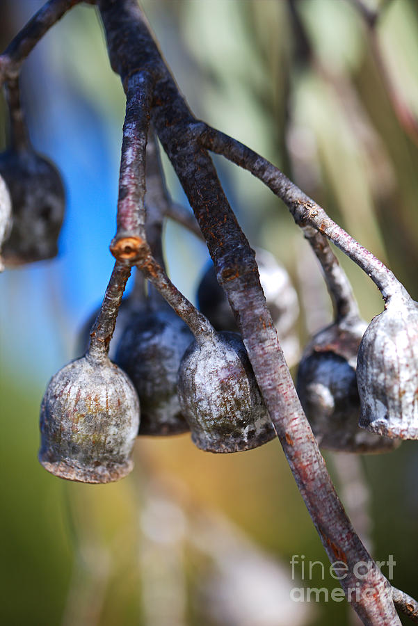 Nature Photograph - Matured Gumnut Bells by Joy Watson