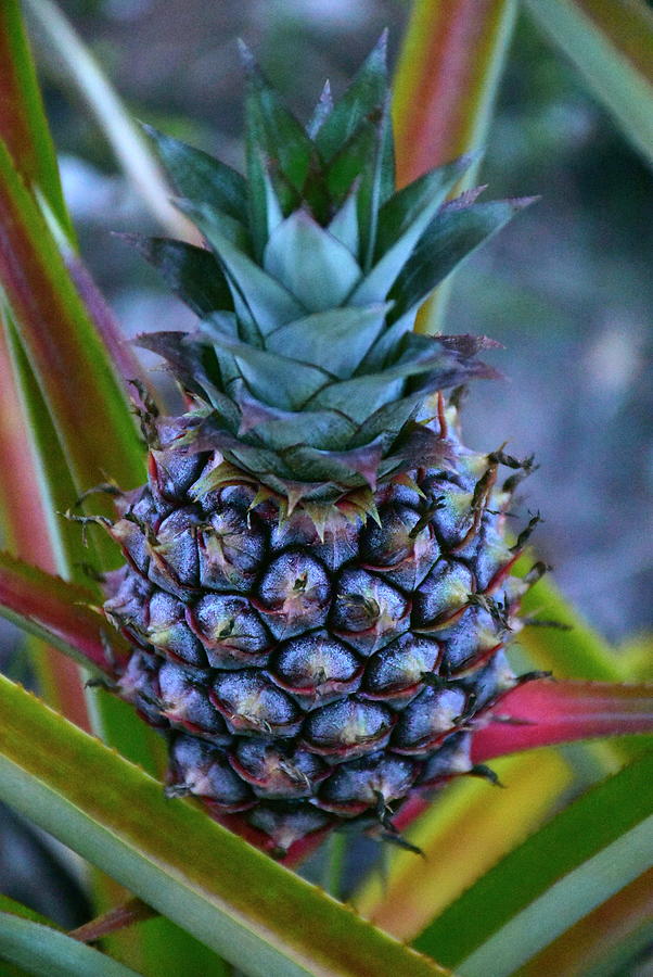 Maturing Pineapple  Photograph by Christopher Mercer
