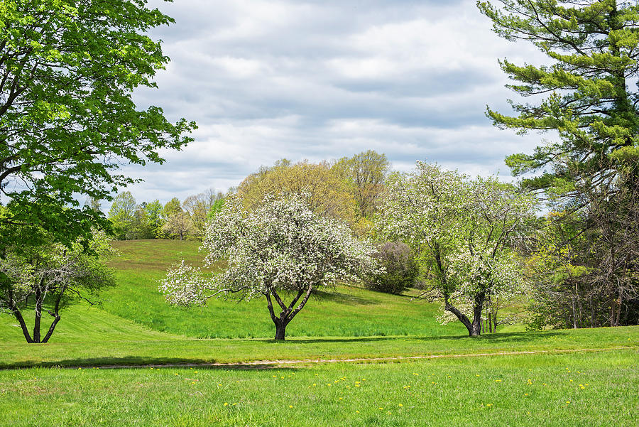 Maudslay State Park in the Spring Newburyport Massachusetts Photograph by Toby McGuire