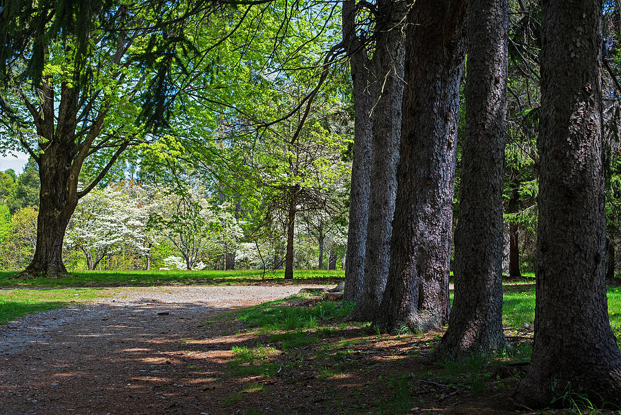 Maudslay State Park in the Spring Newburyport Massachusetts tree line Photograph by Toby McGuire