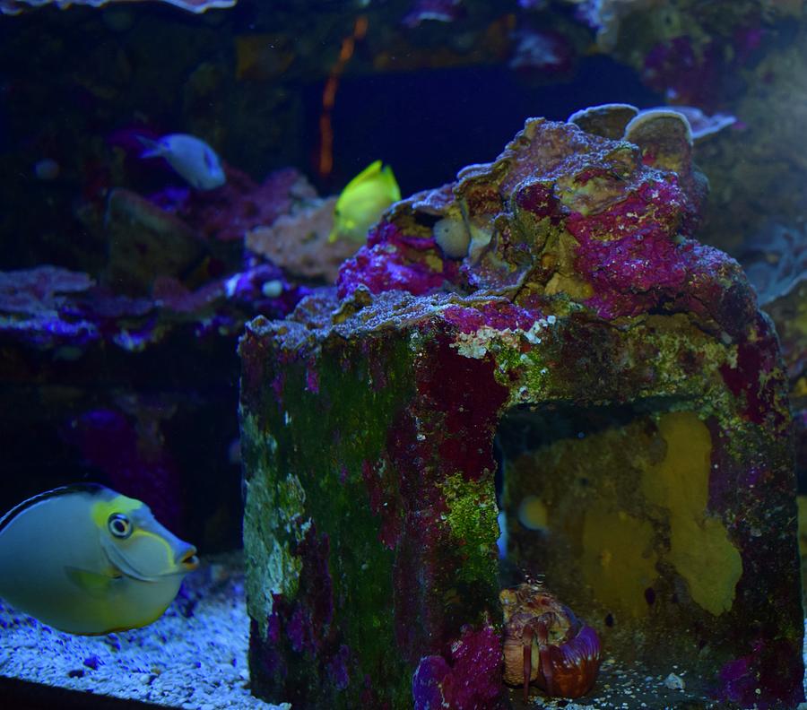 Maui Aquarium I Photograph by Bnte Creations