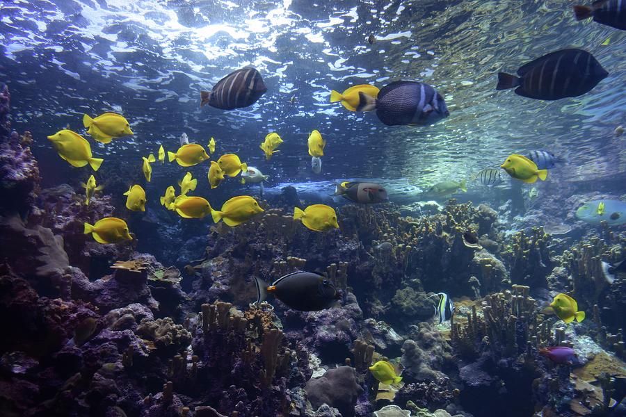 Fishes- Coral-Maui Aquarium Photograph by Bnte Creations