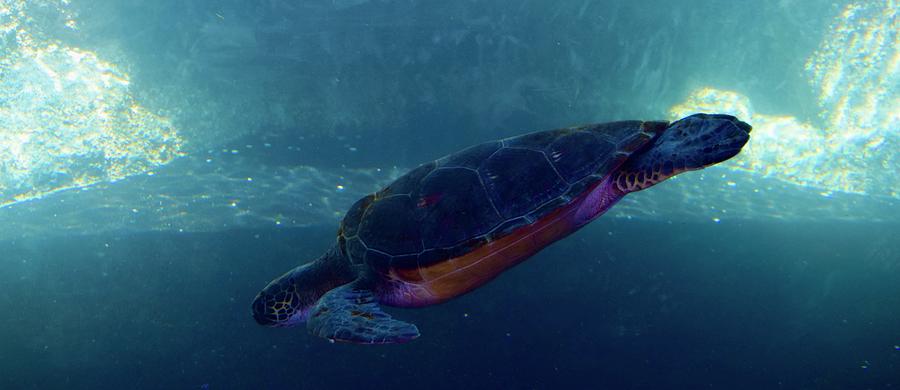 Sea Turtle Photograph by Bnte Creations
