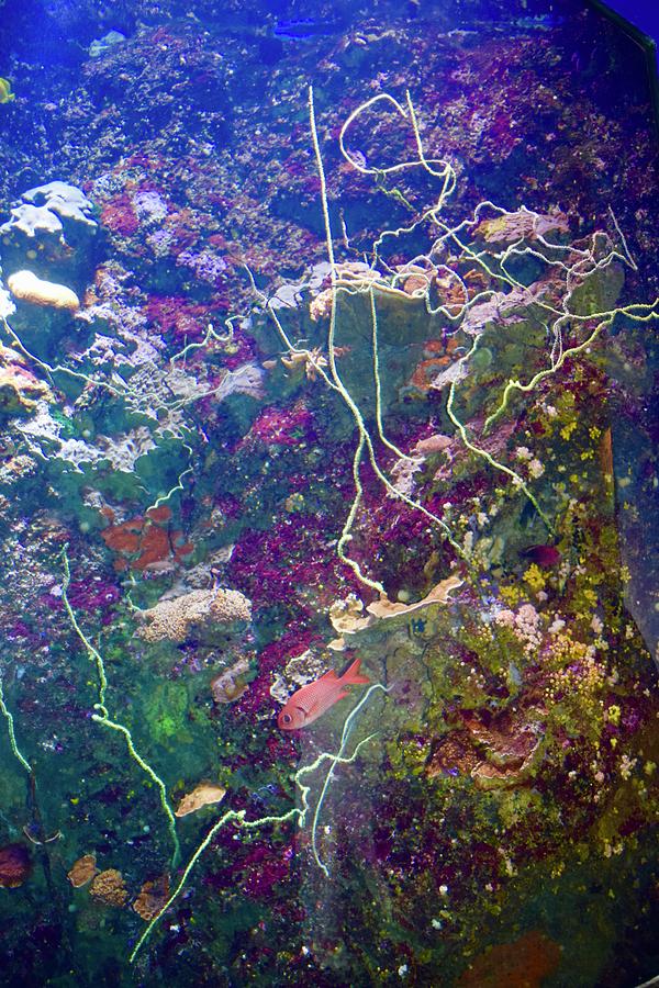 Maui Aquarium IV Photograph by Bnte Creations