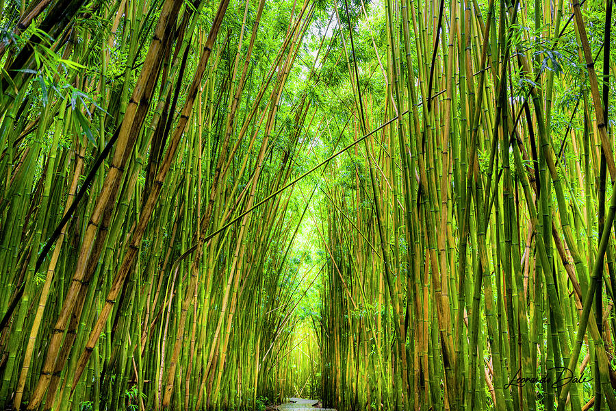 Maui Bamboo Forest  Photograph by Leonardo Dale