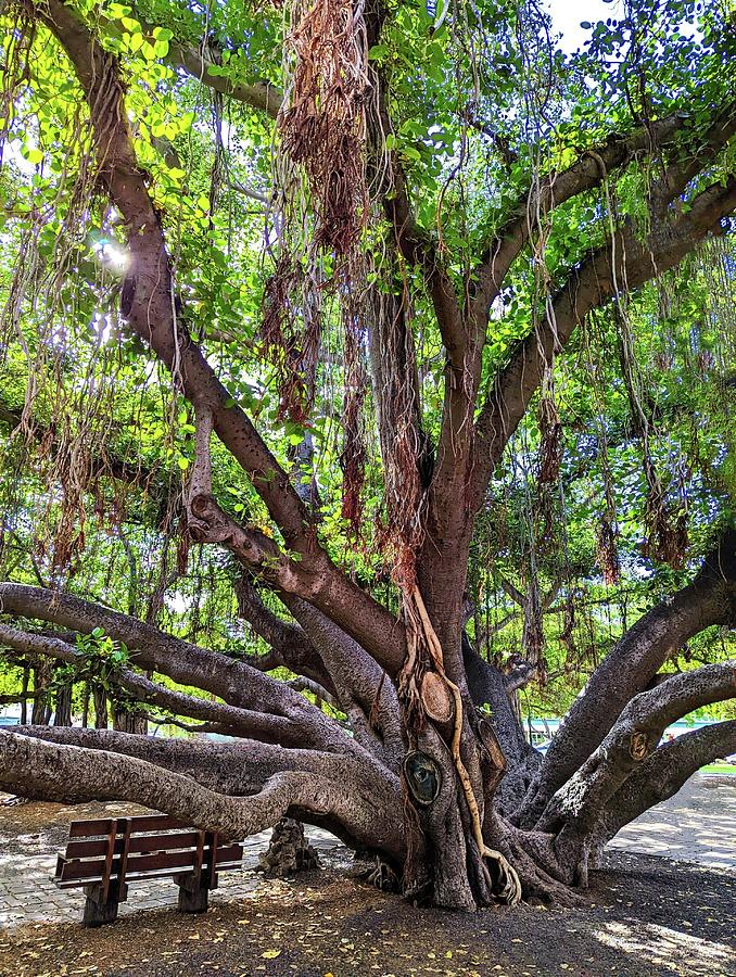 Maui Banyan Tree Photograph by Steed Edwards