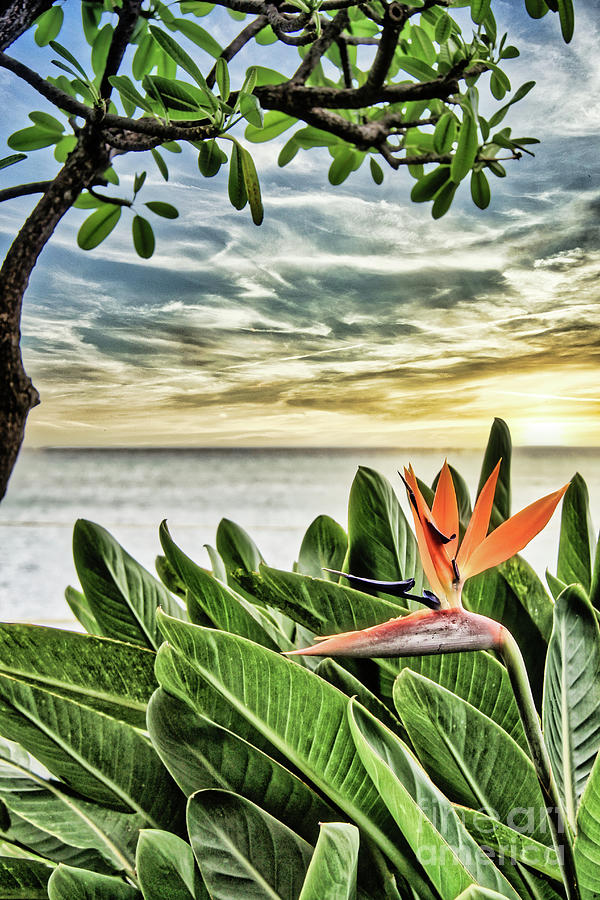 Maui Bird of Paradise Textile Photograph by Michele Hancock Photography