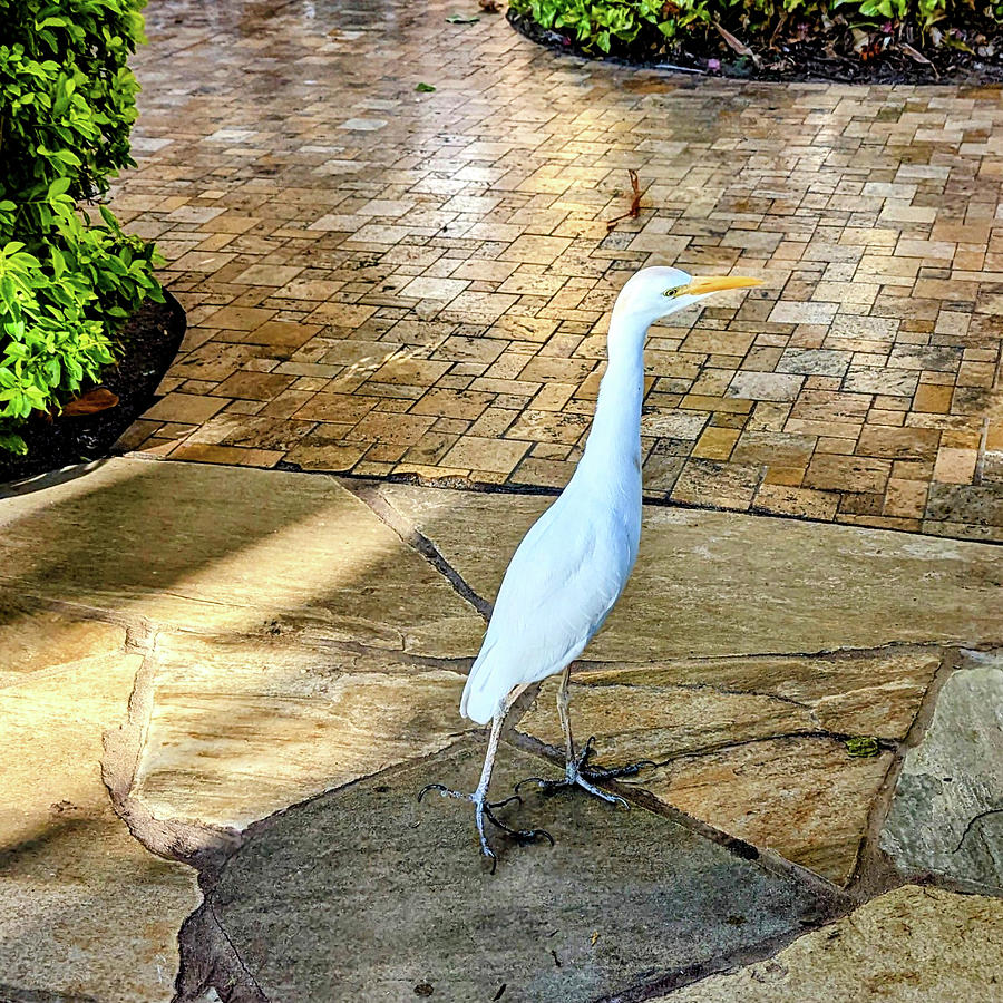 Maui Egret Photograph by Steed Edwards