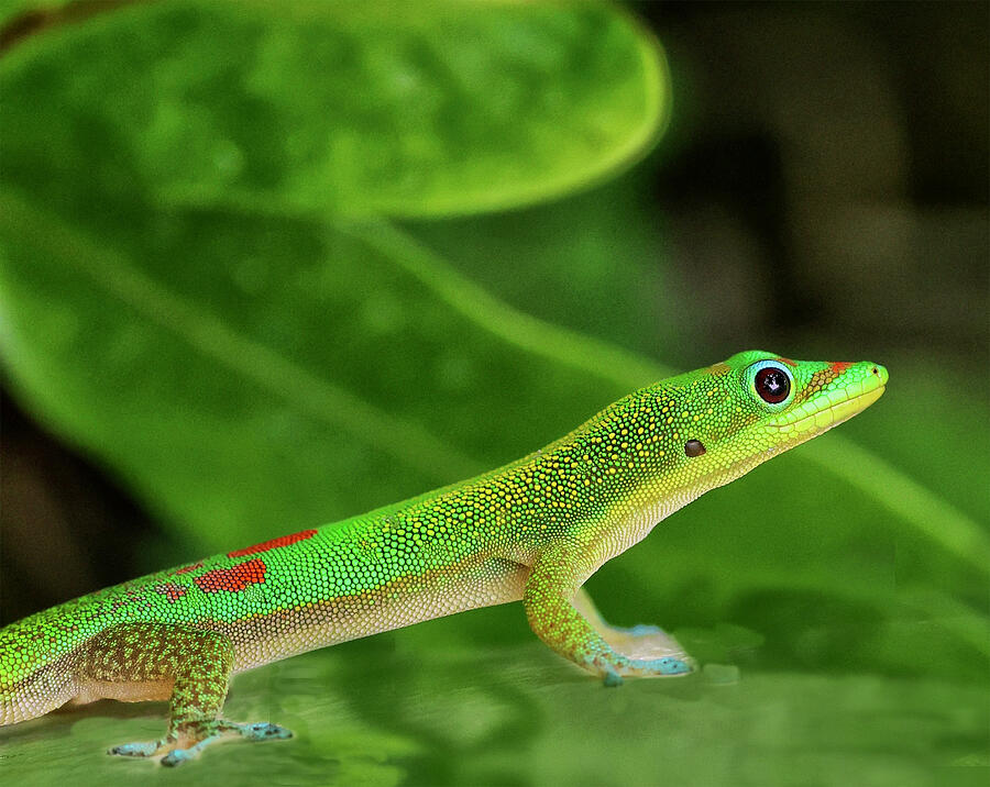 Maui Gecko Photograph by Paul Yenofsky - Fine Art America