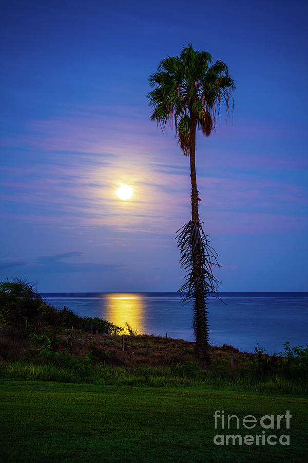Maui Hawaii Palm Tree Moon Photo Photograph by Paul Velgos