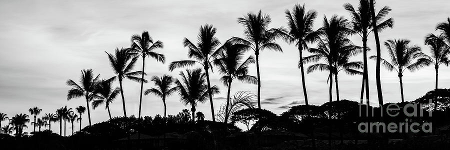 Maui Hawaii Palm Trees Black and White Panorama Photo Photograph by Paul Velgos