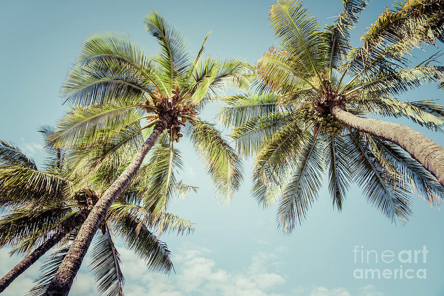 Maui Hawaii Palm Trees Retro Tropical Photo Photograph by Paul Velgos