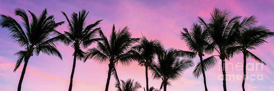 Maui Hawaii Sunrise Palm Trees Panoramic Photo Photograph by Paul Velgos