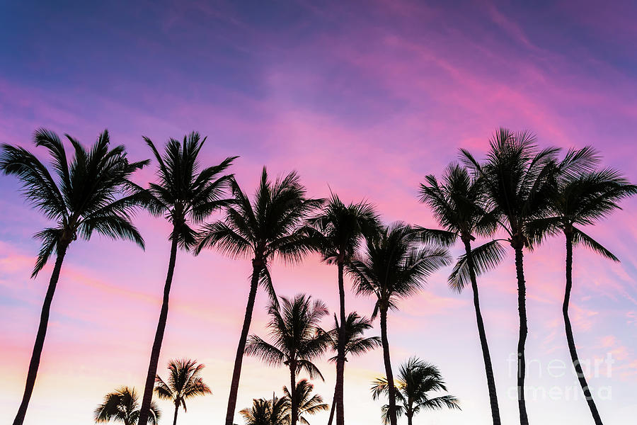 Maui Hawaii Sunrise Palm Trees Photo Photograph by Paul Velgos