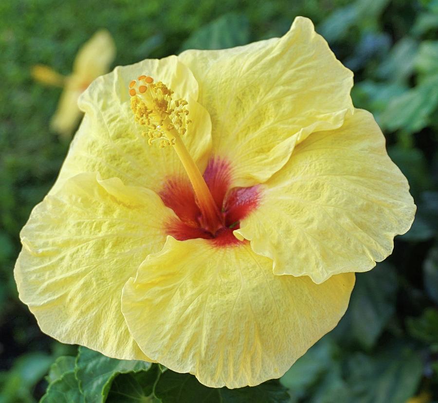 Maui Hibiscus Photograph by Jonathan Morrow - Fine Art America