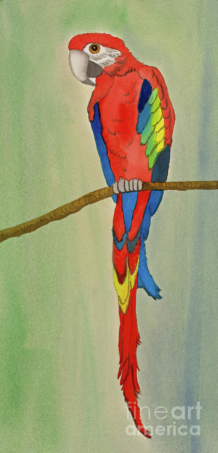 Maui Macaw Painting by Norma Appleton