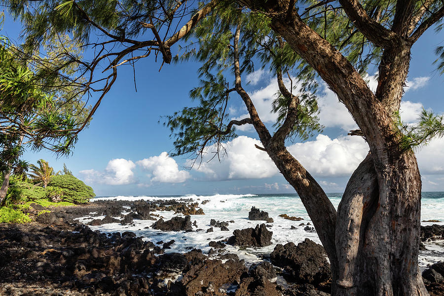 Maui Ocean Trees Photograph by Craig A Walker
