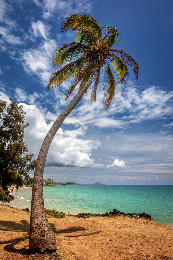 Maui Palm Tree Photograph by Pierre Leclerc Photography - Pixels