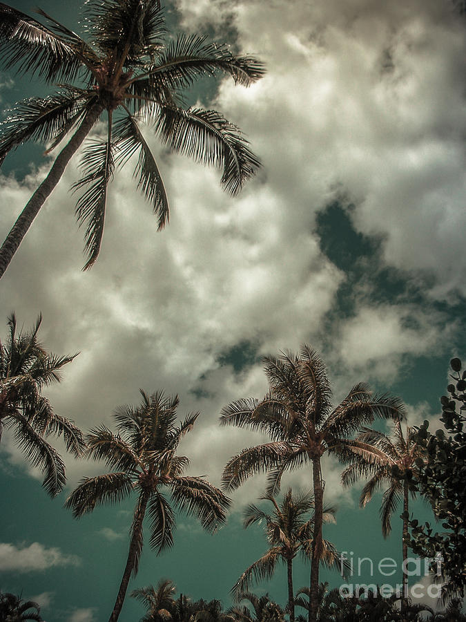 Maui Palms Photograph